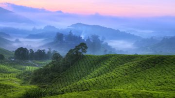 Early sunrise at tea farm, Sungai Palas Estate, Cameron Highland, Pahang Province, Malaysia, Southeast Asia, Asia